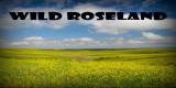 Wild Roseland